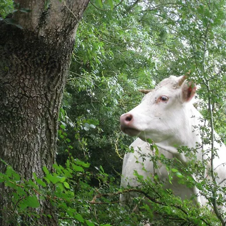 La Gauviniere 住宿加早餐酒店
