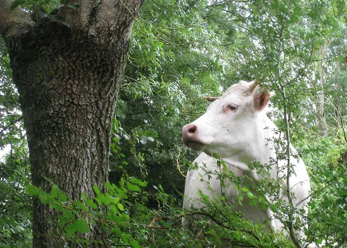 La Gauviniere Panzió